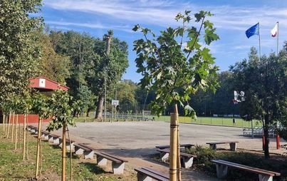 Zdjęcie do Nasadzenia w  Gminie Niechanowo w 2023 r. - Ponad 100 nowych drzew